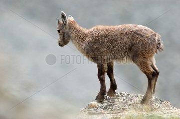 Young Ibex on a rock Mercantour France