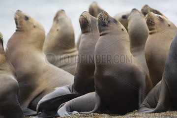 Group of females southern sea lions on beach Argentina