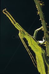Young female Green Tree Nymph Walkingsticks on a thorny stem