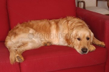 Golden retriever couché sur un canapé