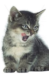 Portrait d'un chaton qui miaule en se léchant