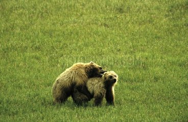 Brown bear cubs playing in the tundra Denali NP Alaska