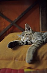 Katze schlÃ¤ft auf einem Bett Siem Reap Kambodscha