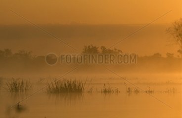 Brume matinale sur le marais de Grande Brière France
