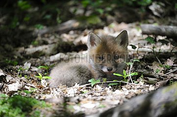 Young Red fox lying in undergrowth in spring - France
