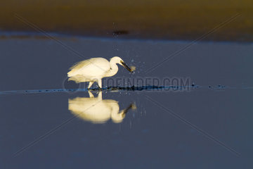 Little Egret fishing in water - Spain