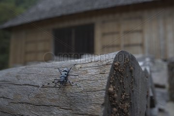 Rosalia beetle on wood Chartreuse Alps France
