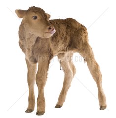 Portrait of a newborn Limousin calf in the studio