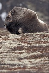 Muskox resting in the tundra at spring Norway