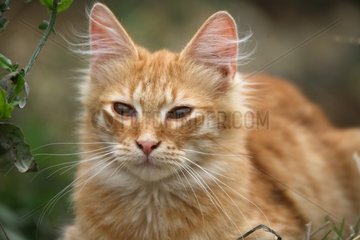 Porträt einer liegenden roten Katze