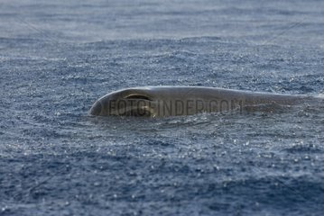 Sperm whale resting in the rain Caribbean
