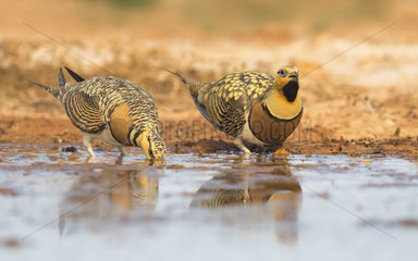 Couple Pin-tailed Sandgrouses drinking at spring - Spain