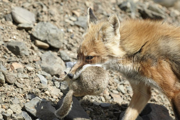 Red fox bringing its prey to burrow - Denali Alaska