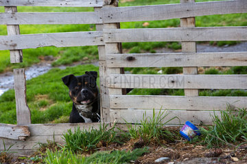 Dog behind a fence - Ushuaia Patagonia Chile