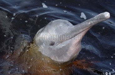 Pink River Dolphin in dark water of Rio Negro Brazil