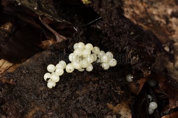 Slug eggs under bark - Forest Coye France