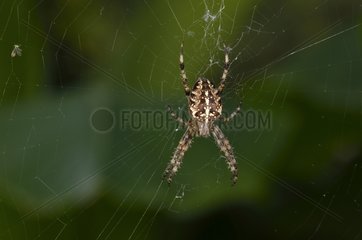 European garden spider on its web - France