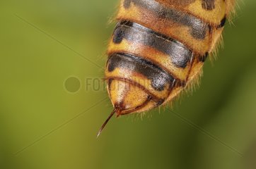 European hornet sting - France