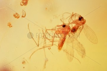 Diptera stuck in a piece of polished amber