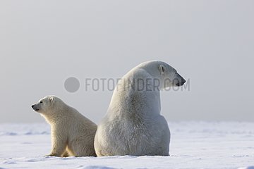 Polar bear female and cub in snow - Barter Island Alaska