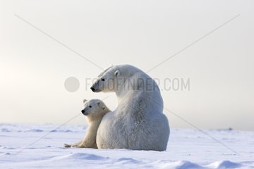 Polar bear female and cub in snow - Barter Island Alaska