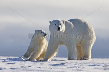 Polar bear female and cub on snow - Barter Island Alaska