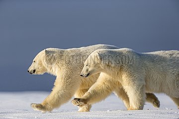 Polar bear female and cubs on snow - Barter Island Alaska