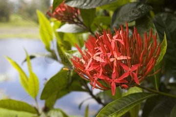 Rosa BlÃ¼tenstand eines tropischen Strauchs Costa Rica