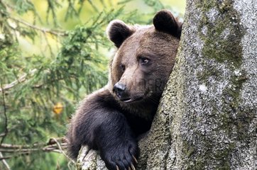 Touching Brown bear on a branch Germany