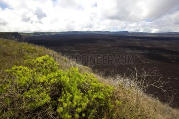 Caldera lava covered the Sierra Negra volcano Isabela Island