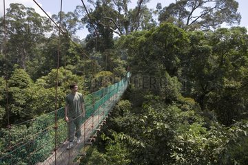 Canopy Walkway Danum Valley Conservation Area Malaysia