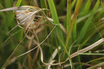 Spinnenkokon in einem Moor Morbihan Frankreich