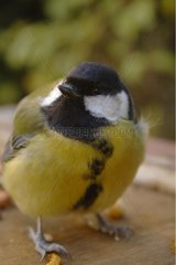 Portrait of a Great Tit on a bird table in a garden London