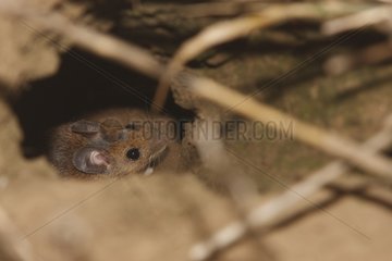 Mulot sylvestre in a Hamster burrow in summer France