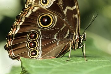 Butterfly Blue Morpho Costa Rica