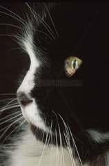 Schwarz -Weiß -Katzenporträt