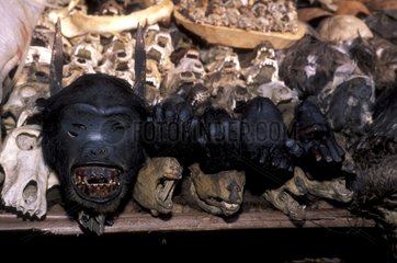 Tête et mains de chimpanzé sur étal de pharmacopée Bénin