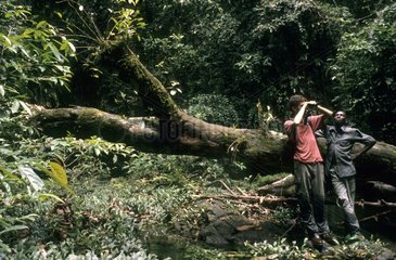 Man watching with binoculars in the forest Korup NPCameroon