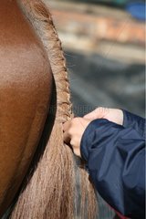 Braiding the tail of a horse before a horse show Lozere