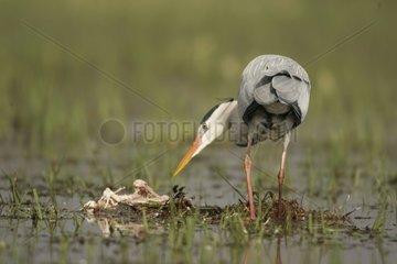 Grey Heron eating carrion Grand-Lieu lake reserve France