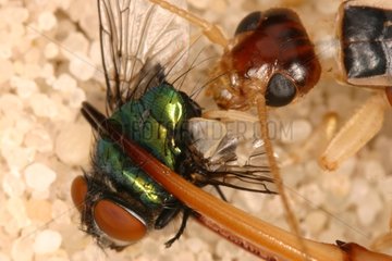 Common brown earwig eating e fly Midi Pyrénées France
