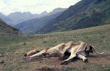 Cadavre de vache dans un pâturage Vallée d'Hecho Espagne