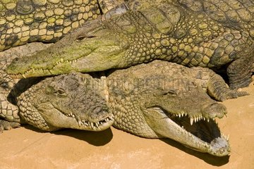 Crocodiles of the Nile of the farm to the crocodiles