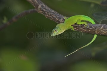 Green Anole on a branch south America