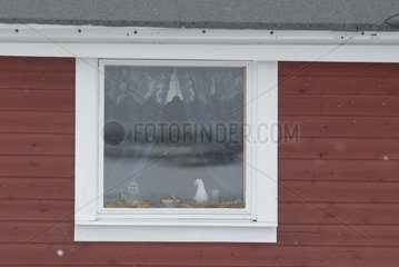 Fenster mit einem Haus Hamingberg Norwegen dekoriert