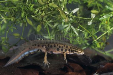 Male Smooth newt