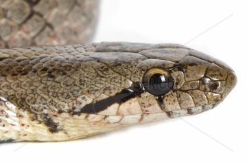 Southern smooth snake on white background