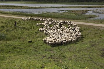 Herd of sheep and shepherd Wolwega Friesland Netherlands