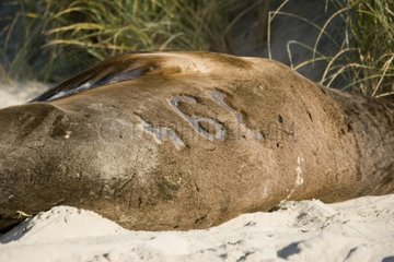 Identifikationszahl in Fur of Hookers Sea Lion mackt