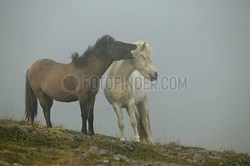 Isländisches isländisches Pony